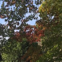 下直瀬八幡神社境内の紅葉（R1)