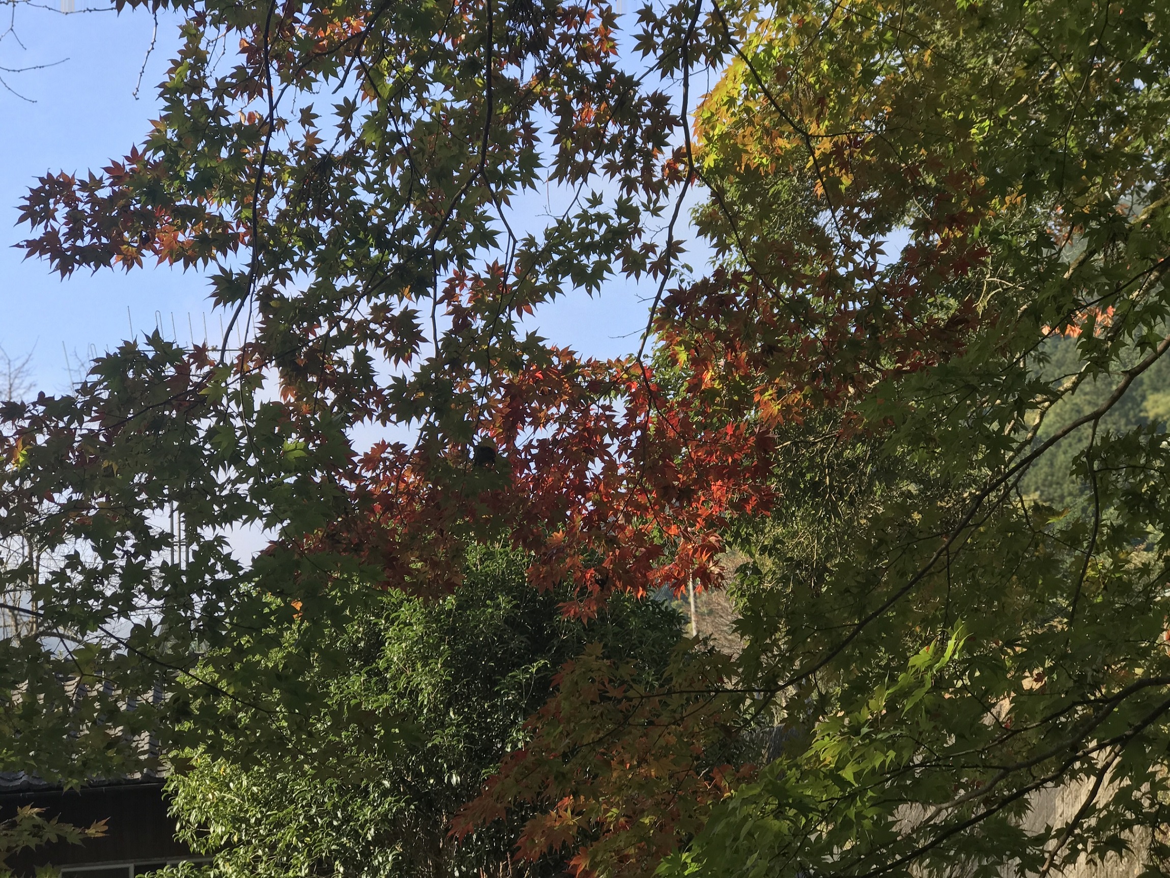 下直瀬八幡神社境内の紅葉(R1)